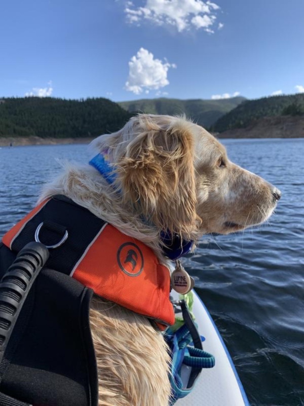 Backcountry x Petco Dog Flotation Vest (Small)